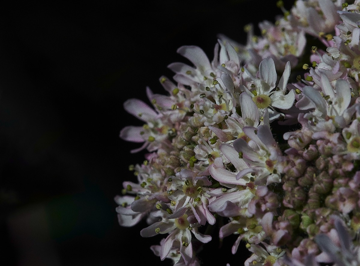 Hogweed  Cley 05/07/19