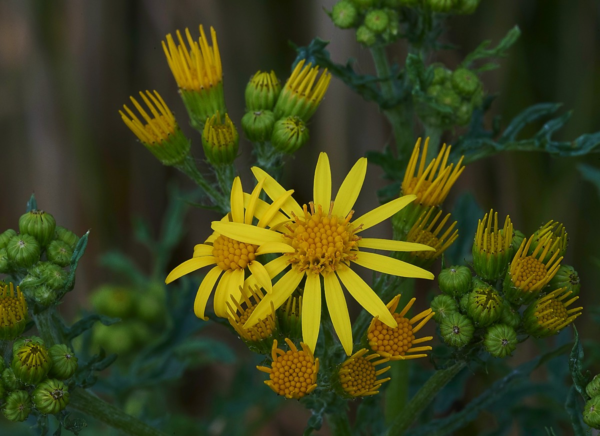 Ragwort Cley 12/11/19