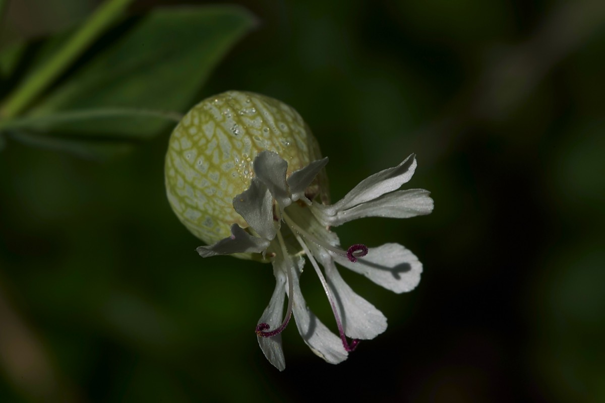 Bladder Campion  Sazos France 31/05/19