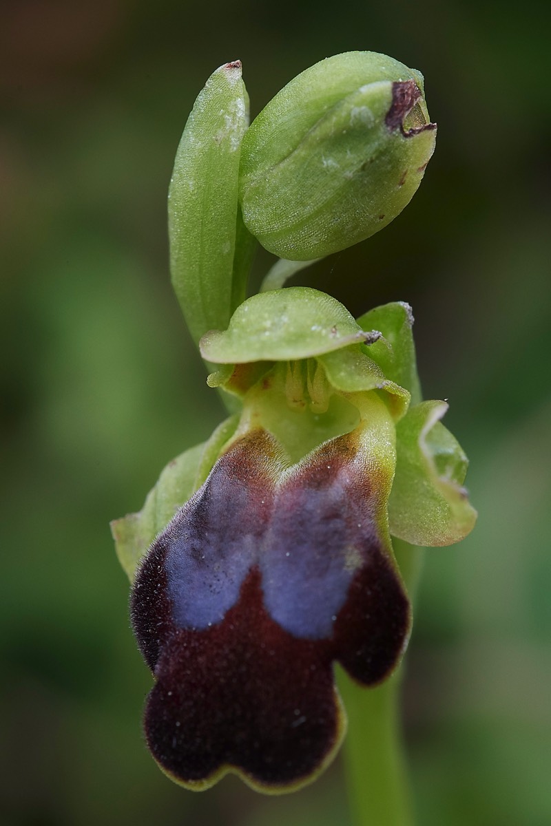 Ophrys fusca Sp  Mourne Crete 10/04/19