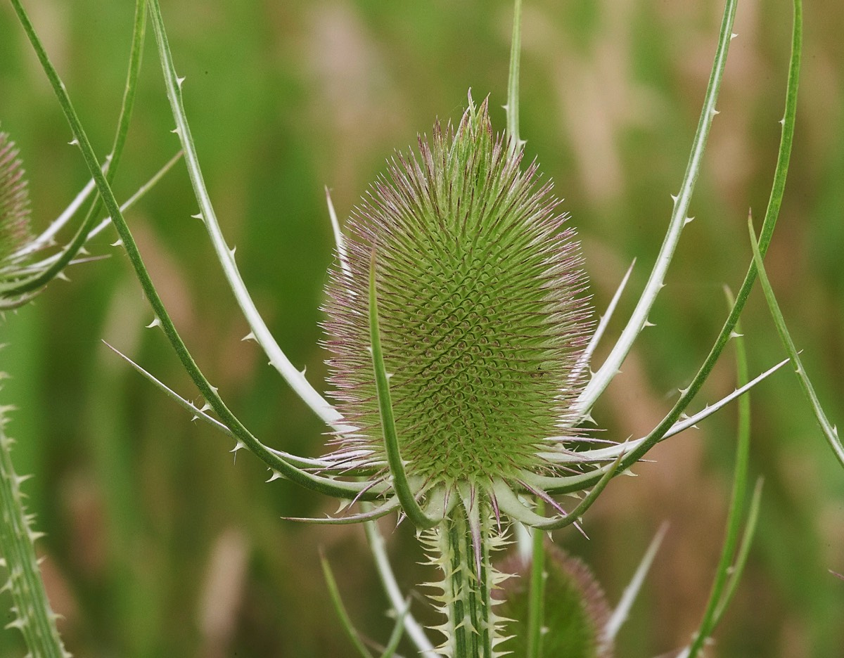 Teasel King