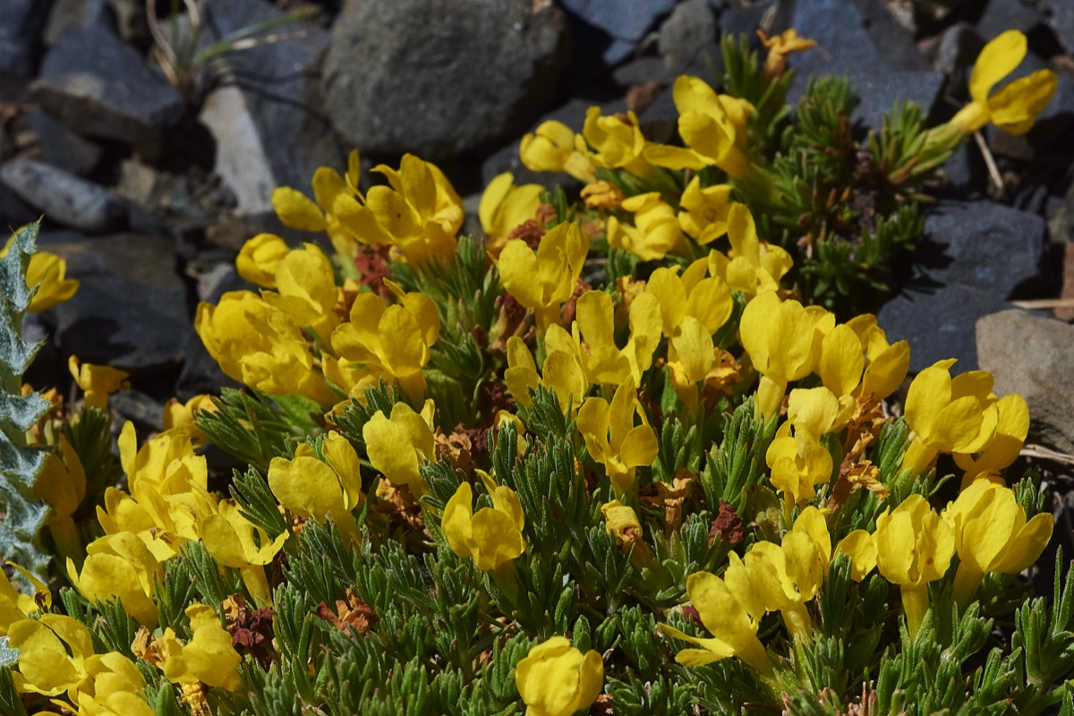 Androsace vitaliana Col de Tentes 01/06/19