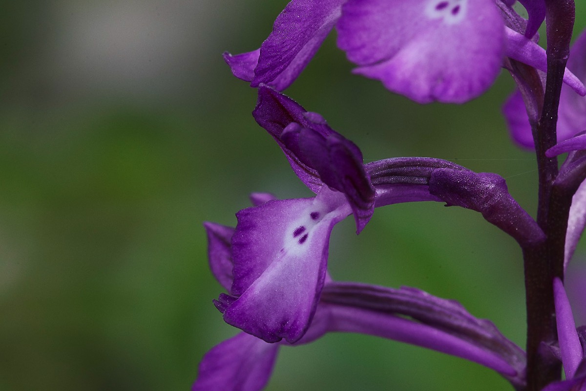 Four Spotted Orchid Spilli  Crete 12/0419