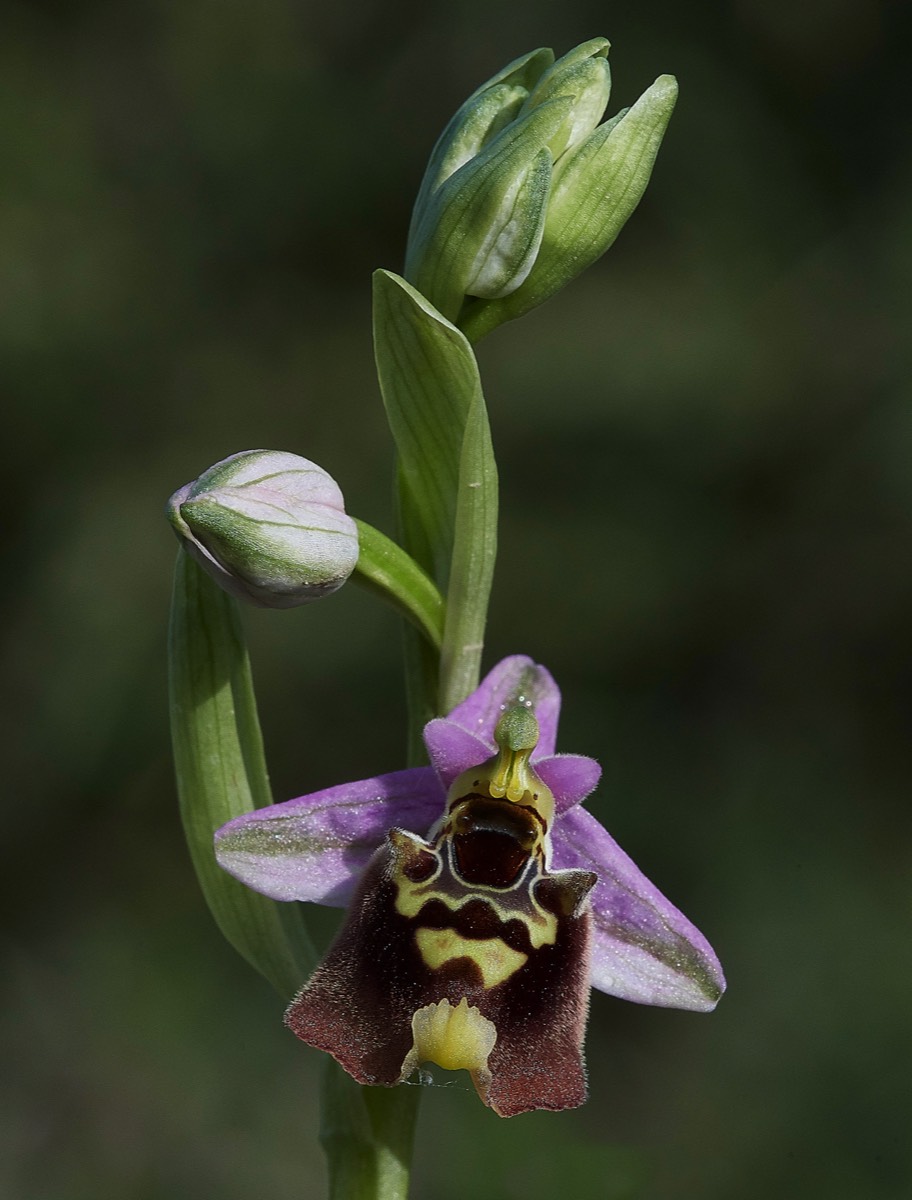 Bishops Orchid Spilli 12/04/19