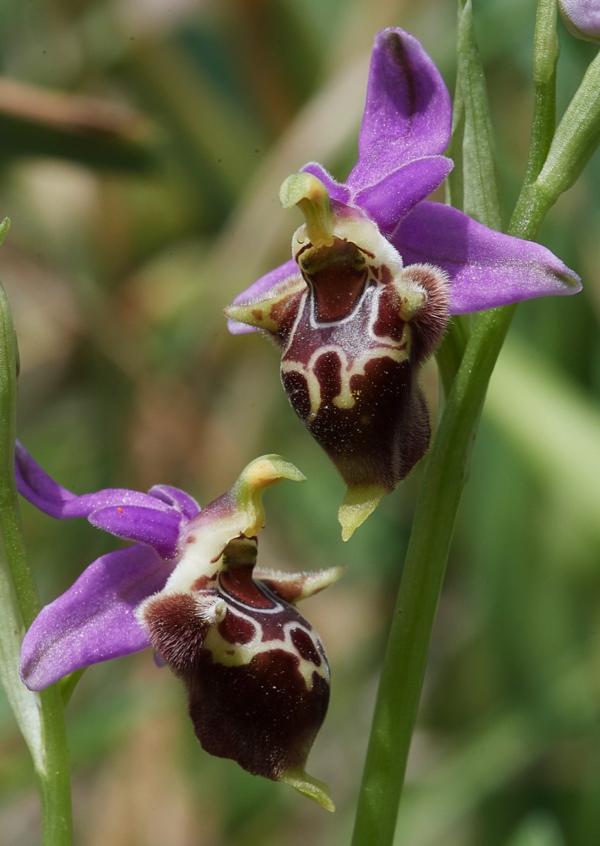 Heldreichs Orchid  Armeni Tombs 13/04/19