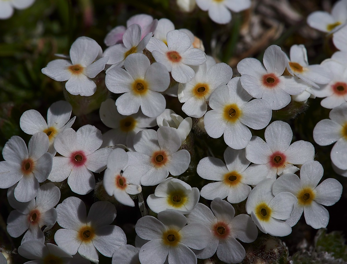 Rock Jasmine  On the road to Col de Tentes 01/06/19