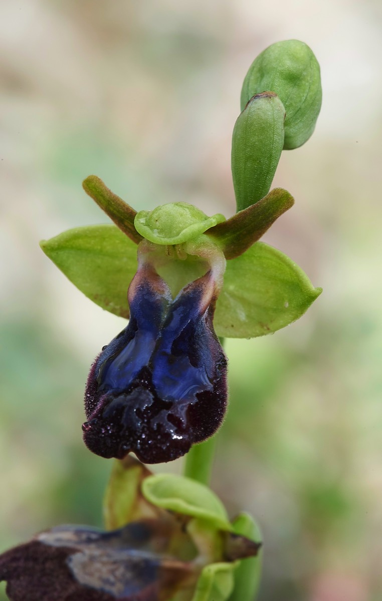 Rainbow Orchid  Privelli Rd Crete 07/04/19