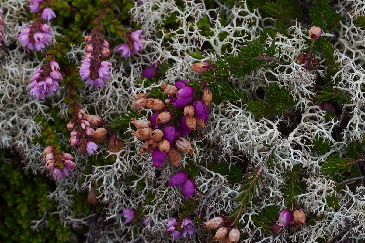 Bell Heather & Lichen Sp   Bryher 26/08/19