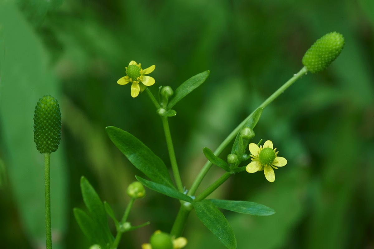 Celery-leaved Buttercup  Heydon Park 08/09/19