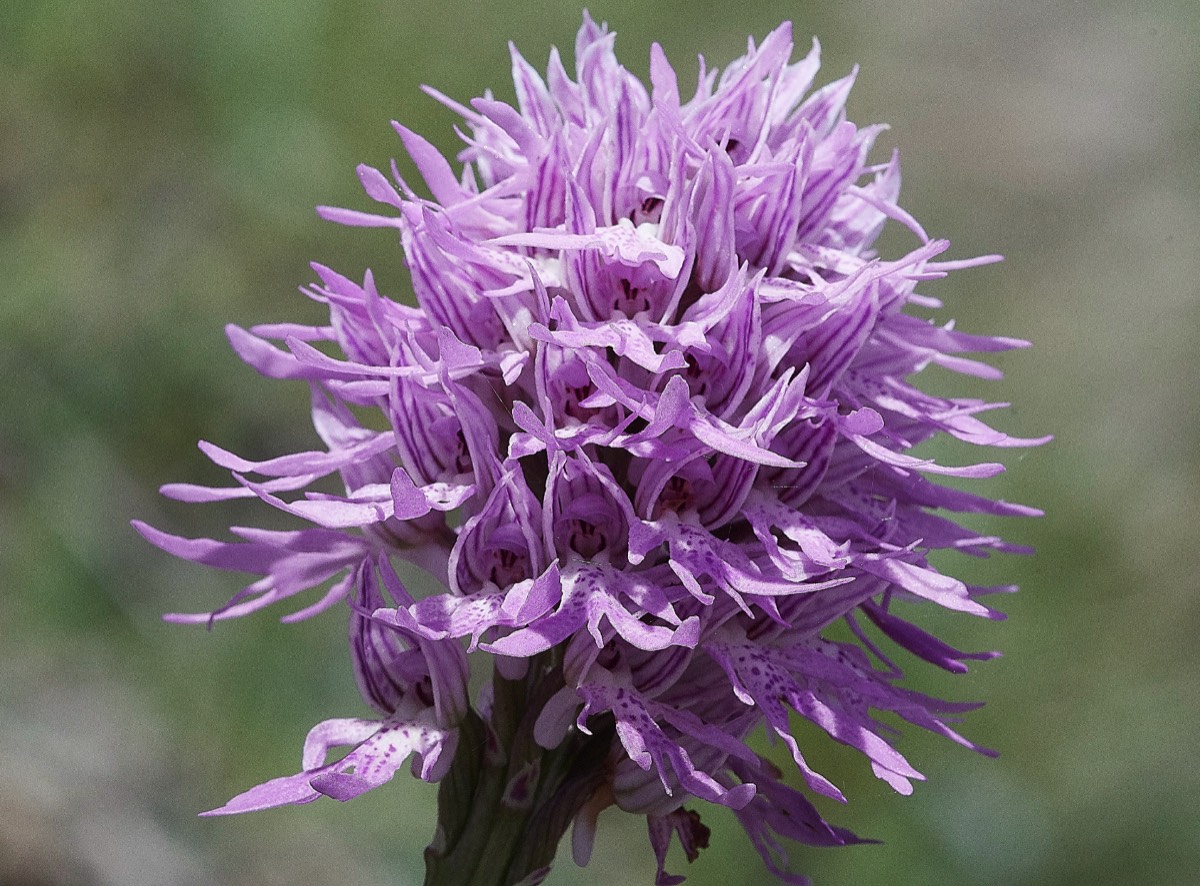 Naked Man Orchid - Kali Sakia Crete  09/0419