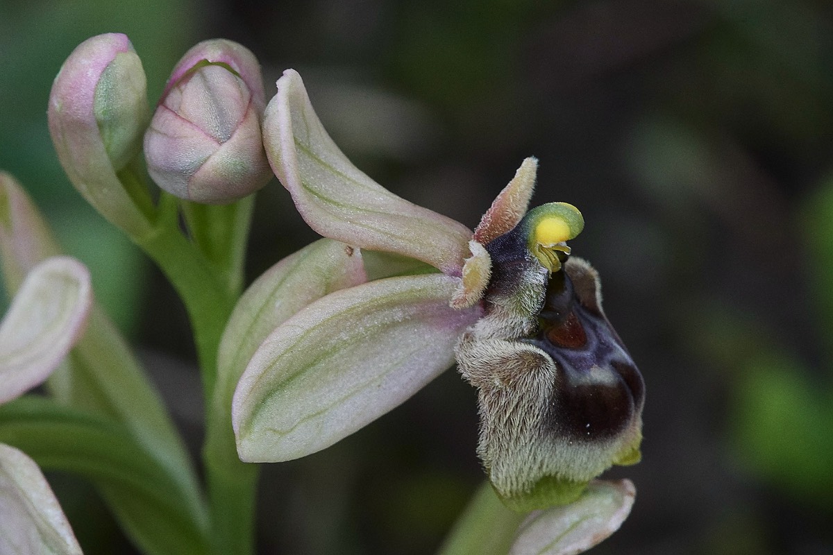 Sawfly/Bumble Bee Cross   Mourne - Crete 10/04/19