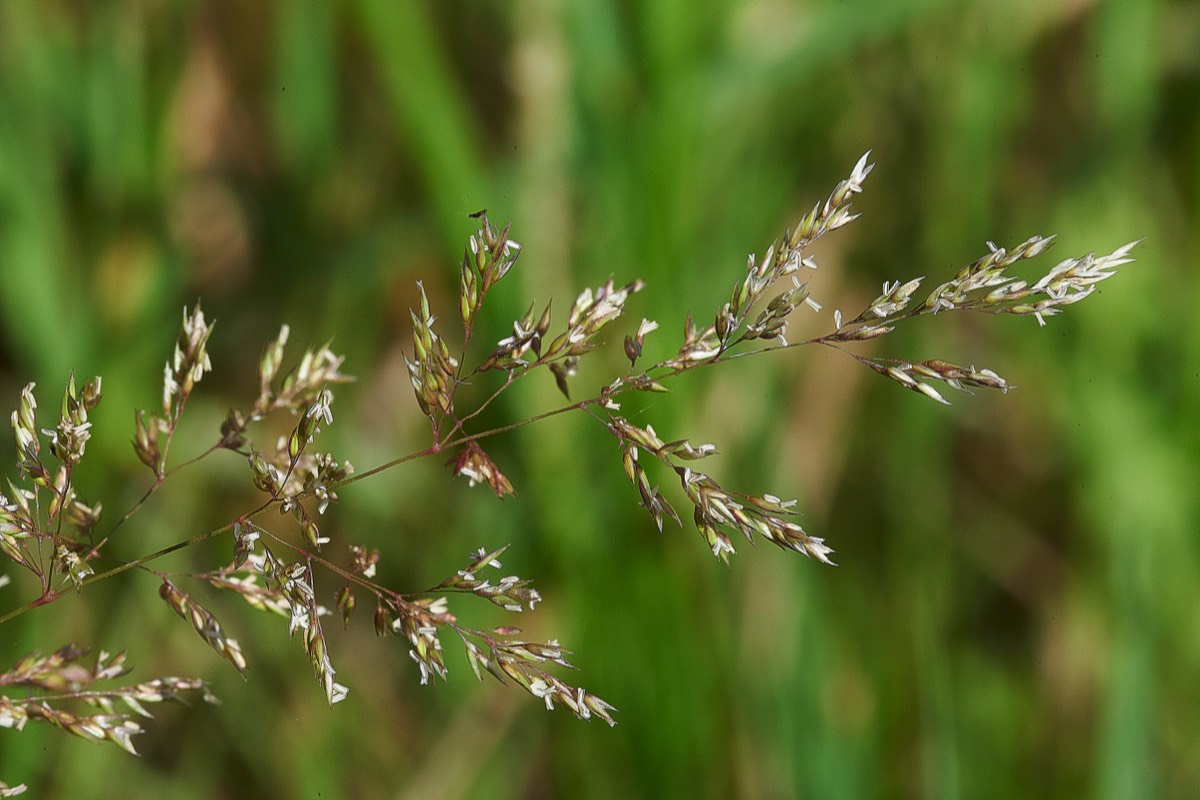 Grass  Cley 05/07/19