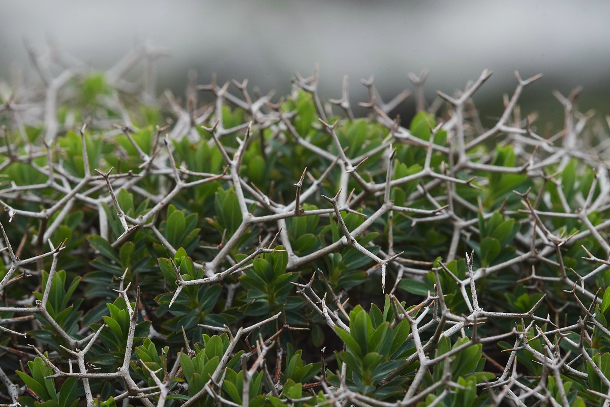 Greek Spiny Spurge  Mourne - Crete 10/04/19