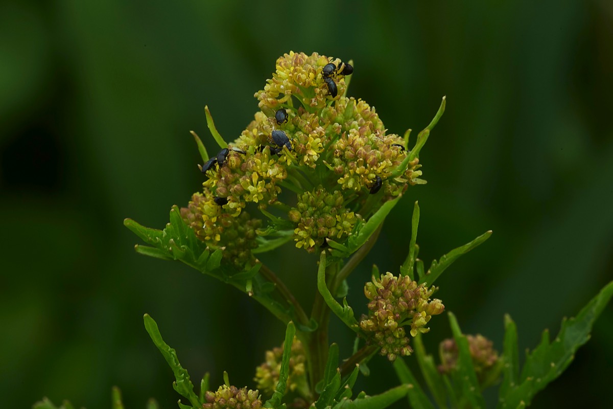 Catfield Fen 22/06/19