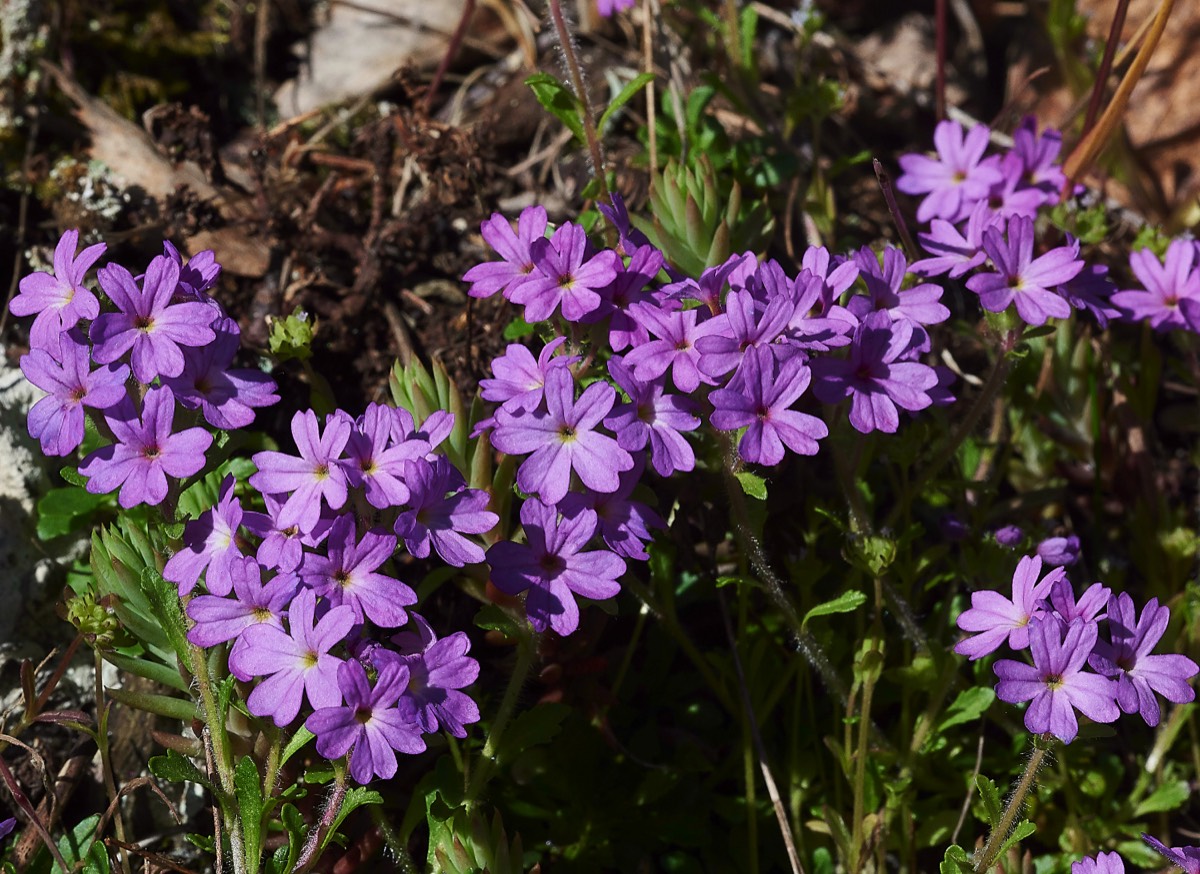 Fairy Foxglove Sazos France 31/05/19