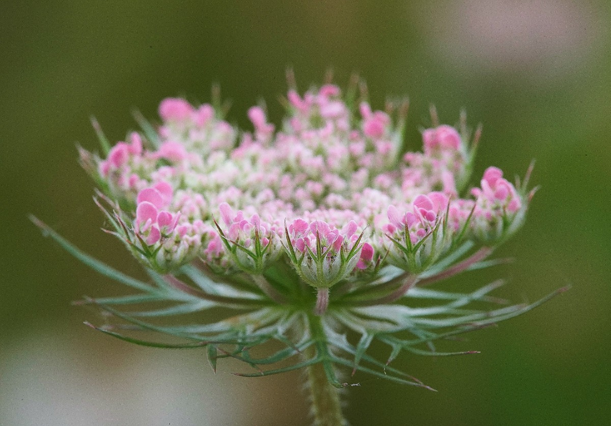 Wild Carrot King