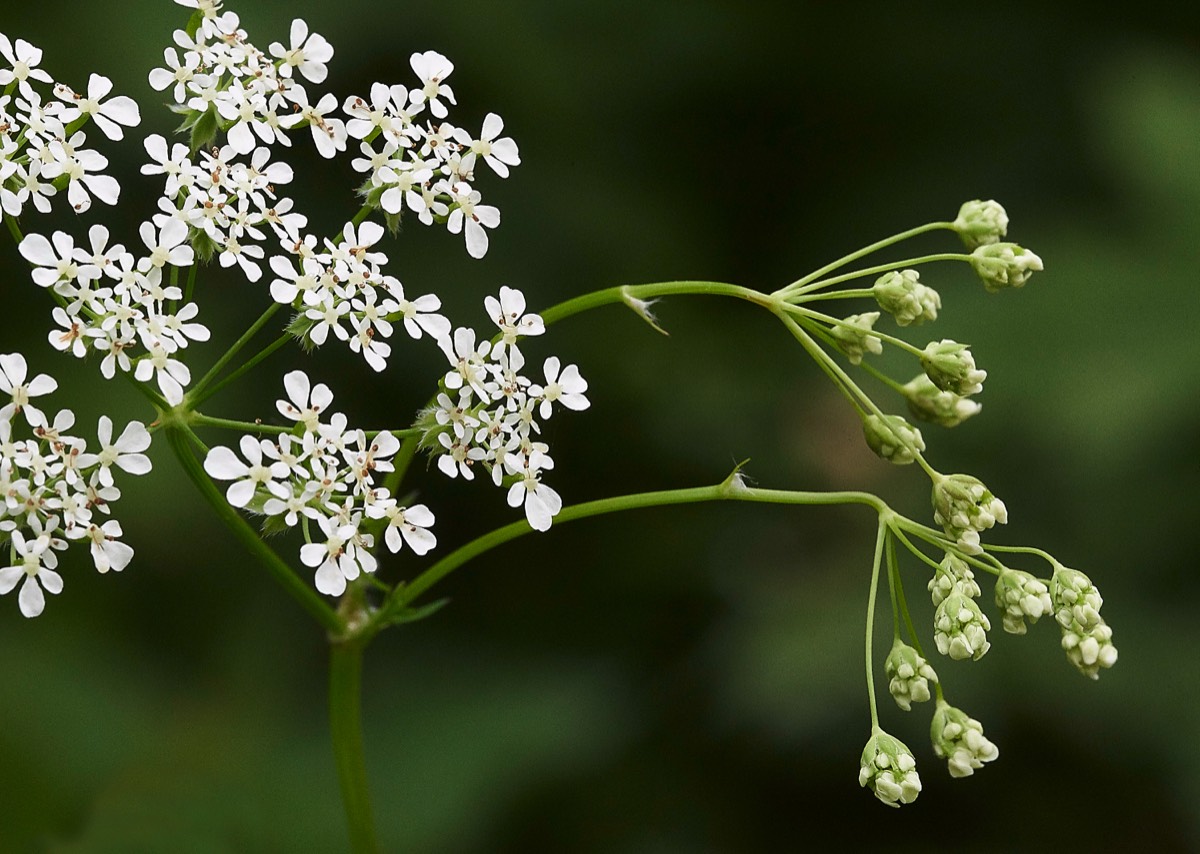 Cow Parsley Hanworth 22/05/19