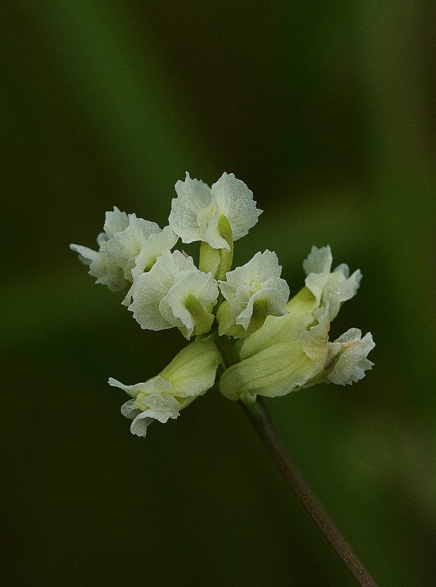 Climbing Corydalis  Alderfen Broad  27/05/19