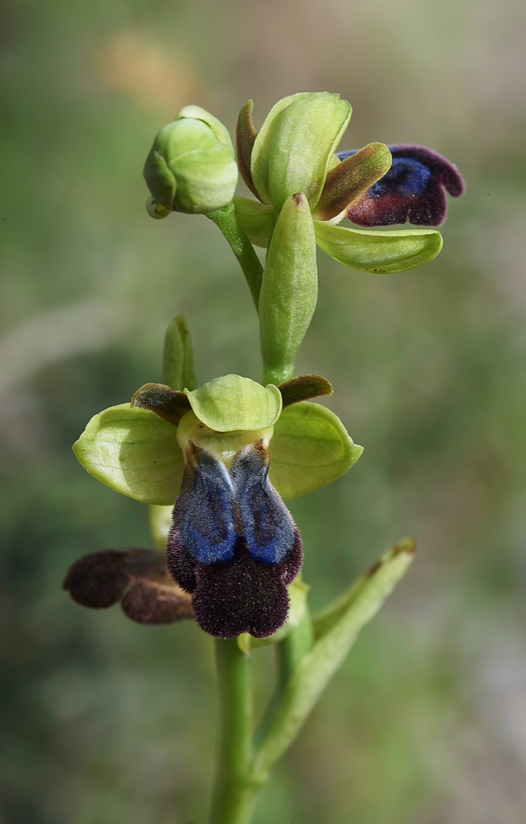 Rainbow Orchid  Privelli Rd Crete 07/04/19