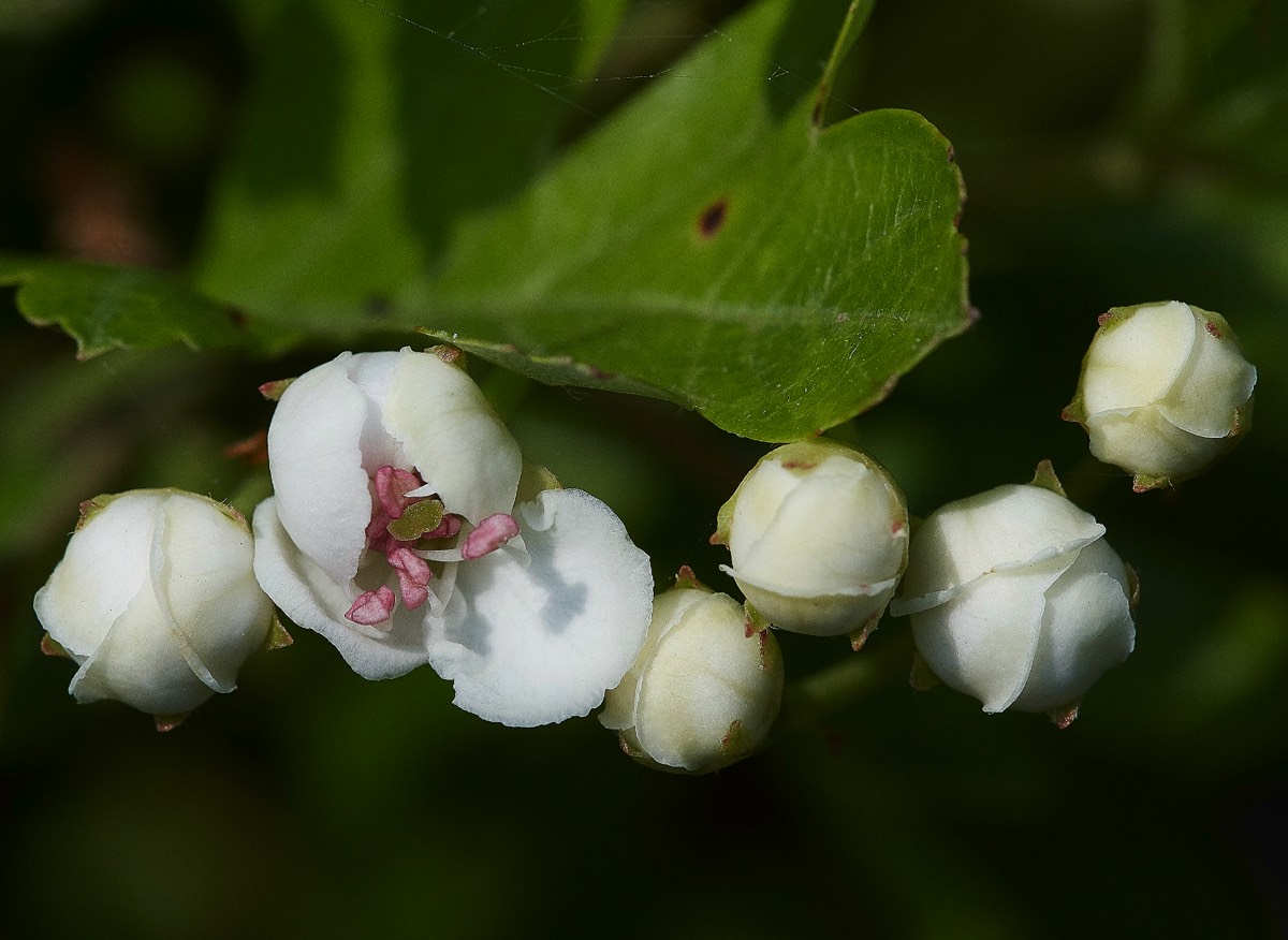 Hawthorn  Cley 01/05/19