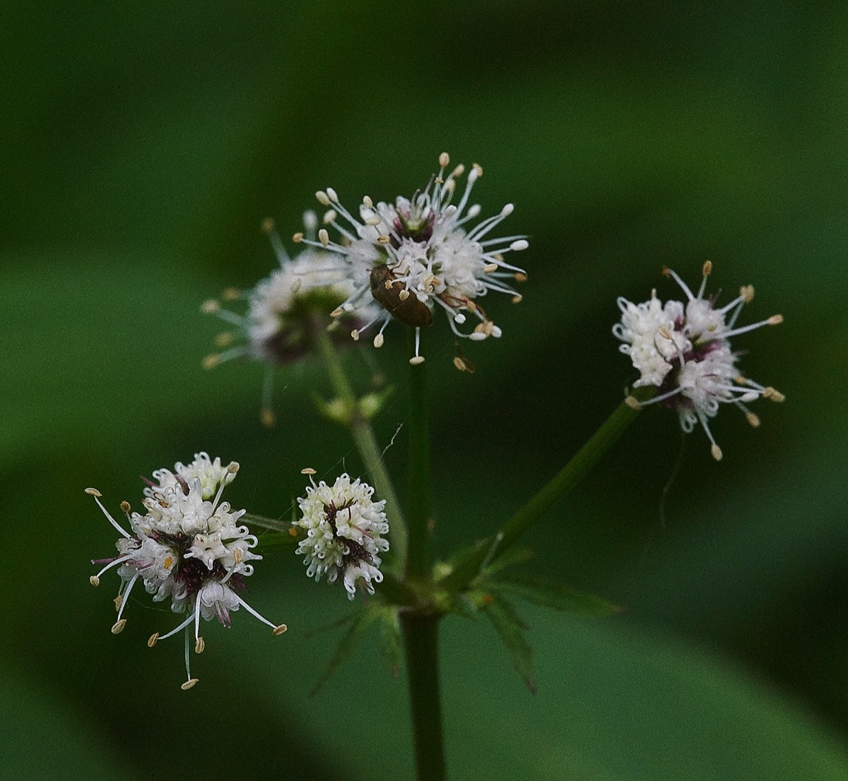 Sanicle   Honey Pot Wood 19/05/19