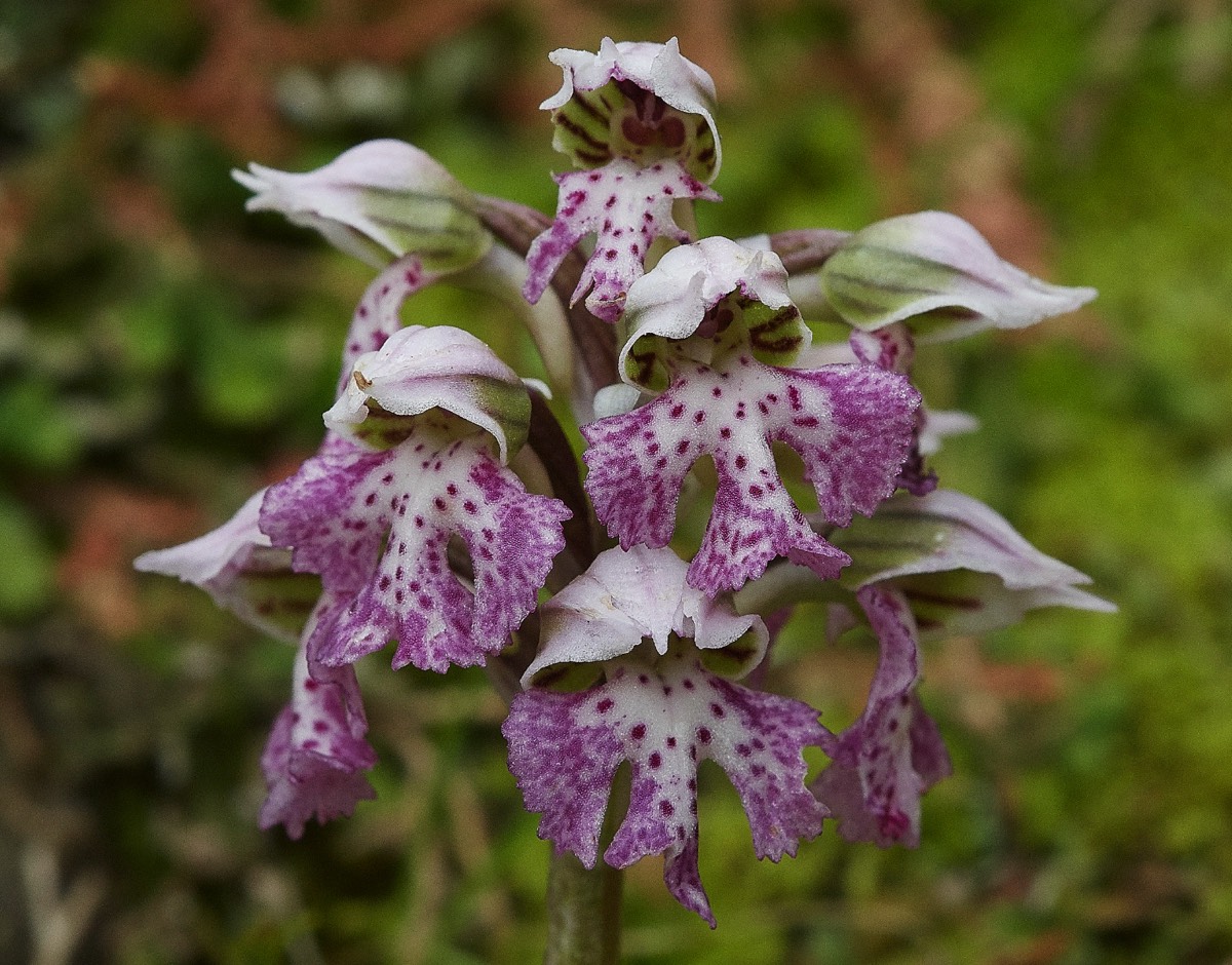 Milky Orchid  Mourne - Crete 10/04/19