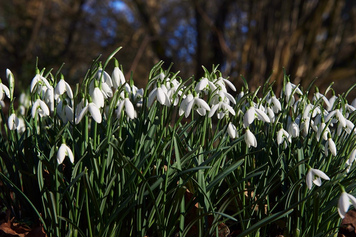 Snowdrop - Thursford Wood - 14/02/19