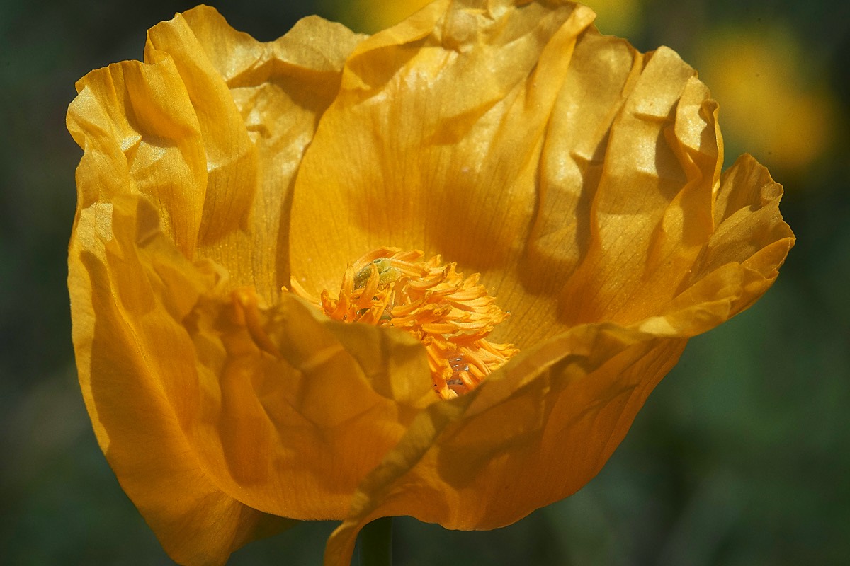 Yellow Horned Poppy  Plakias 13/04/19