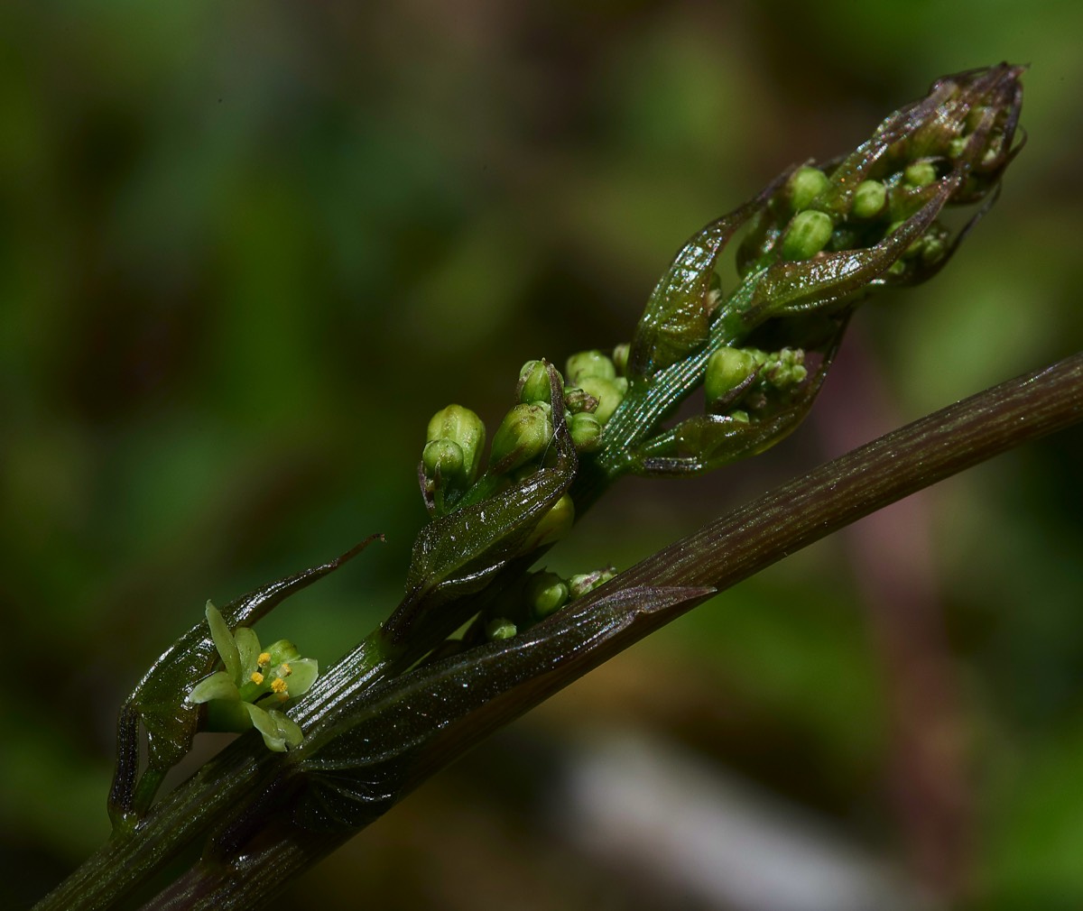 Black Bryony Alderford Common 24/05/19