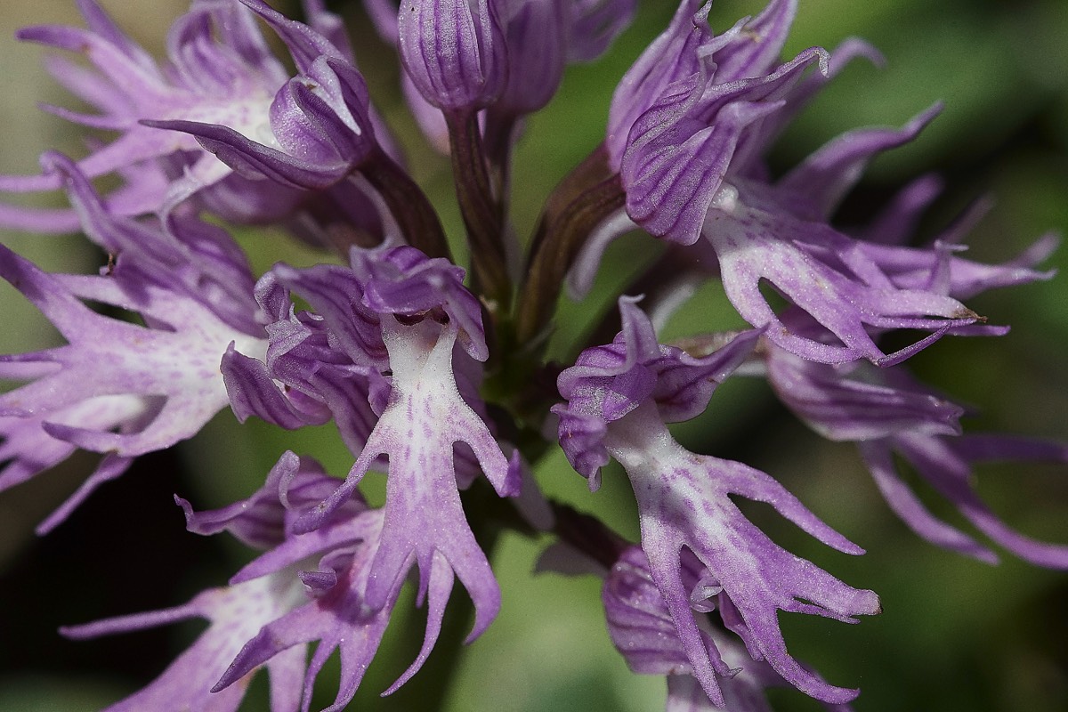 Naked Man Orchid - Kali Sakia Crete  09/0419