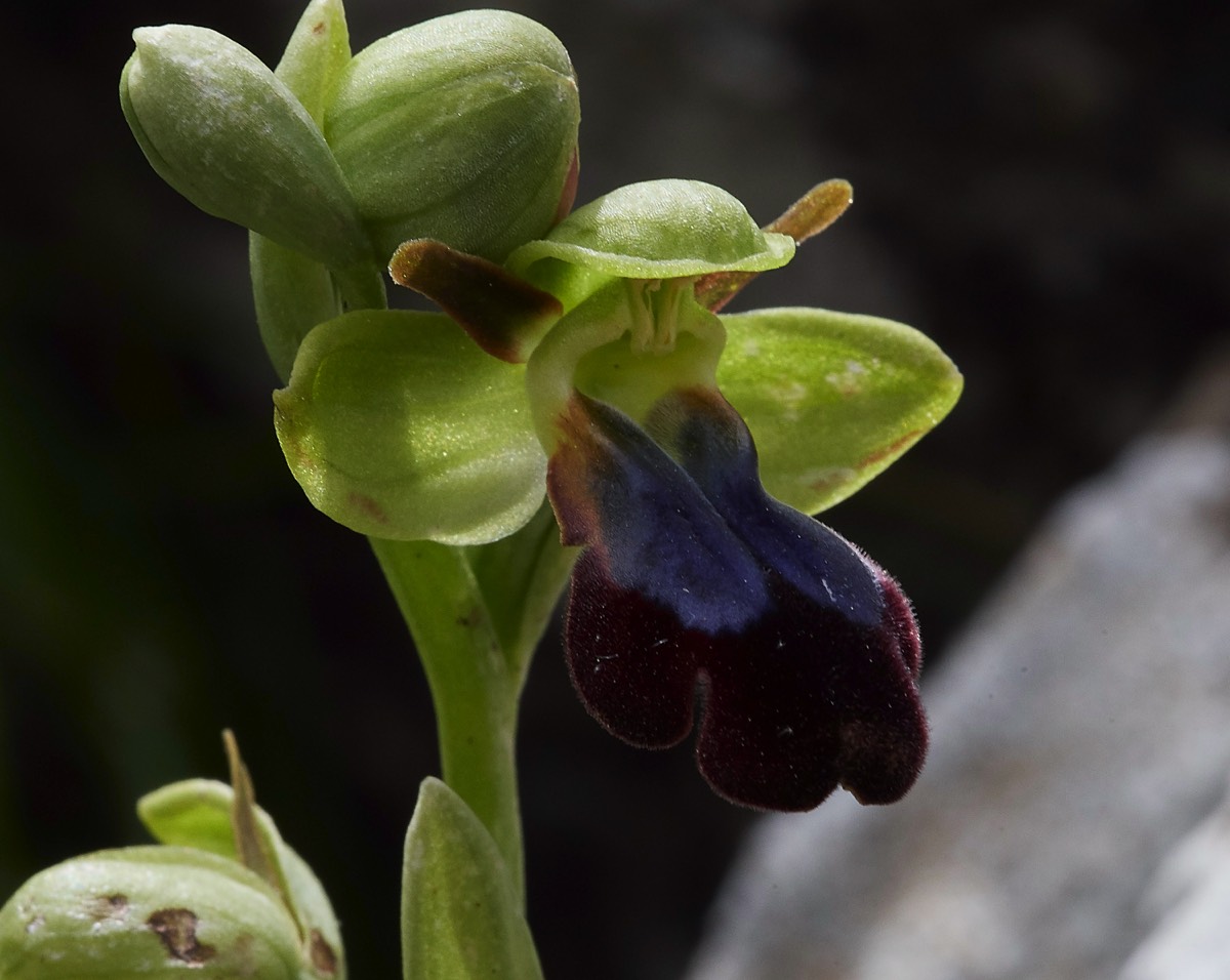 Rainbow Orchid Spilli 12/04/19