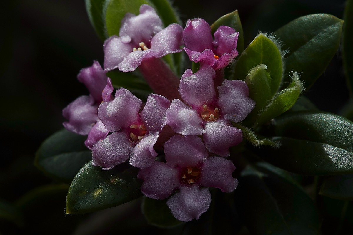 Daphne sericea  Spilli  Crete 12/04/19