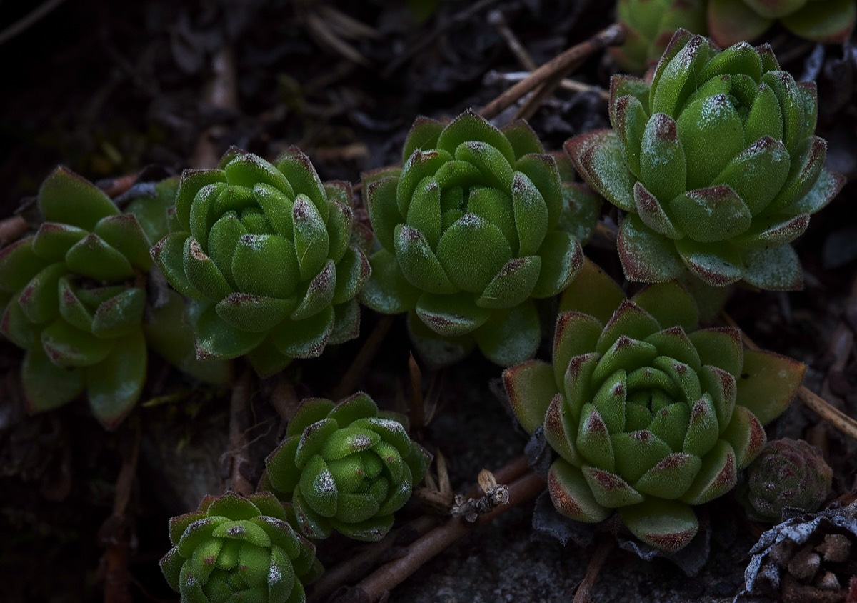 Sempervivum Sp  Lac de Glaube 02/06/19