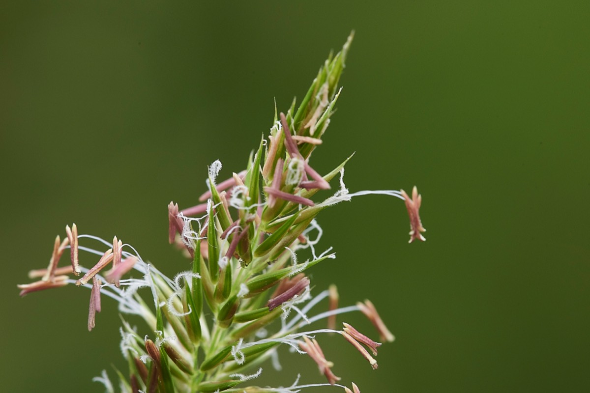 Grass  Buxton Heath 15/06/19