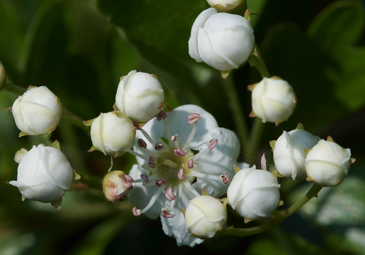 Hawthorn  Cley 01/05/19