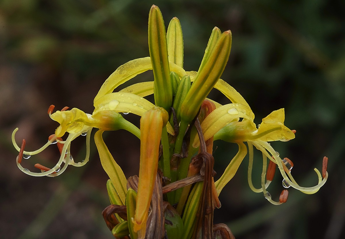 Asphodeline Lutea  Privelli  Crete 06/04/19