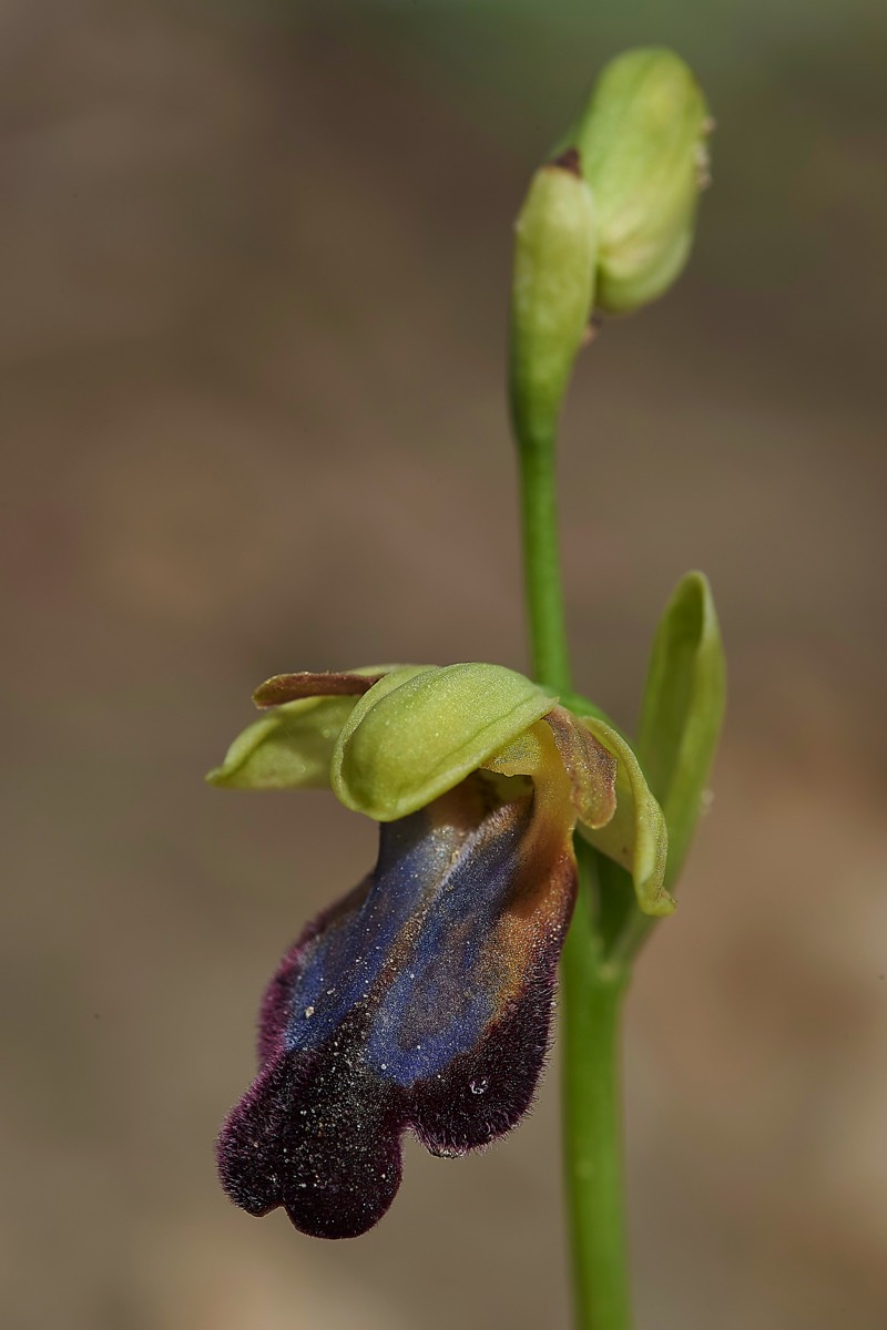 Rainbow Orchid  Privelli Rd Crete 07/04/19