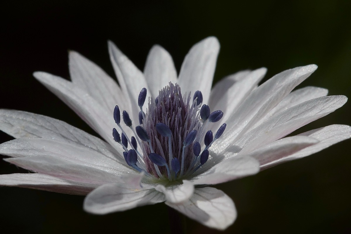 Heildrichs Anemone - Kali Sakia  Crete  09/0419