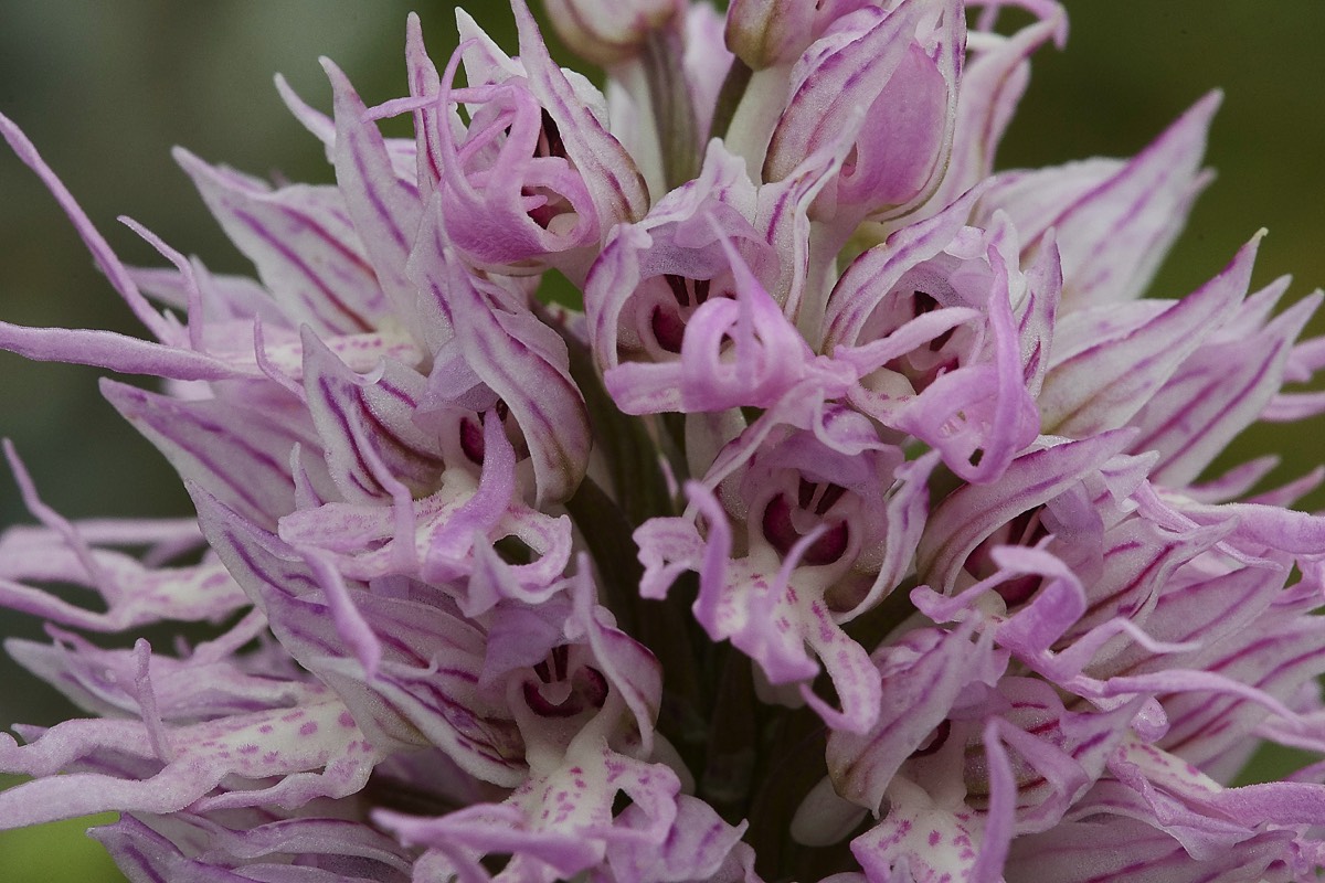 Naked Man Orchid Spilli 12/04/19