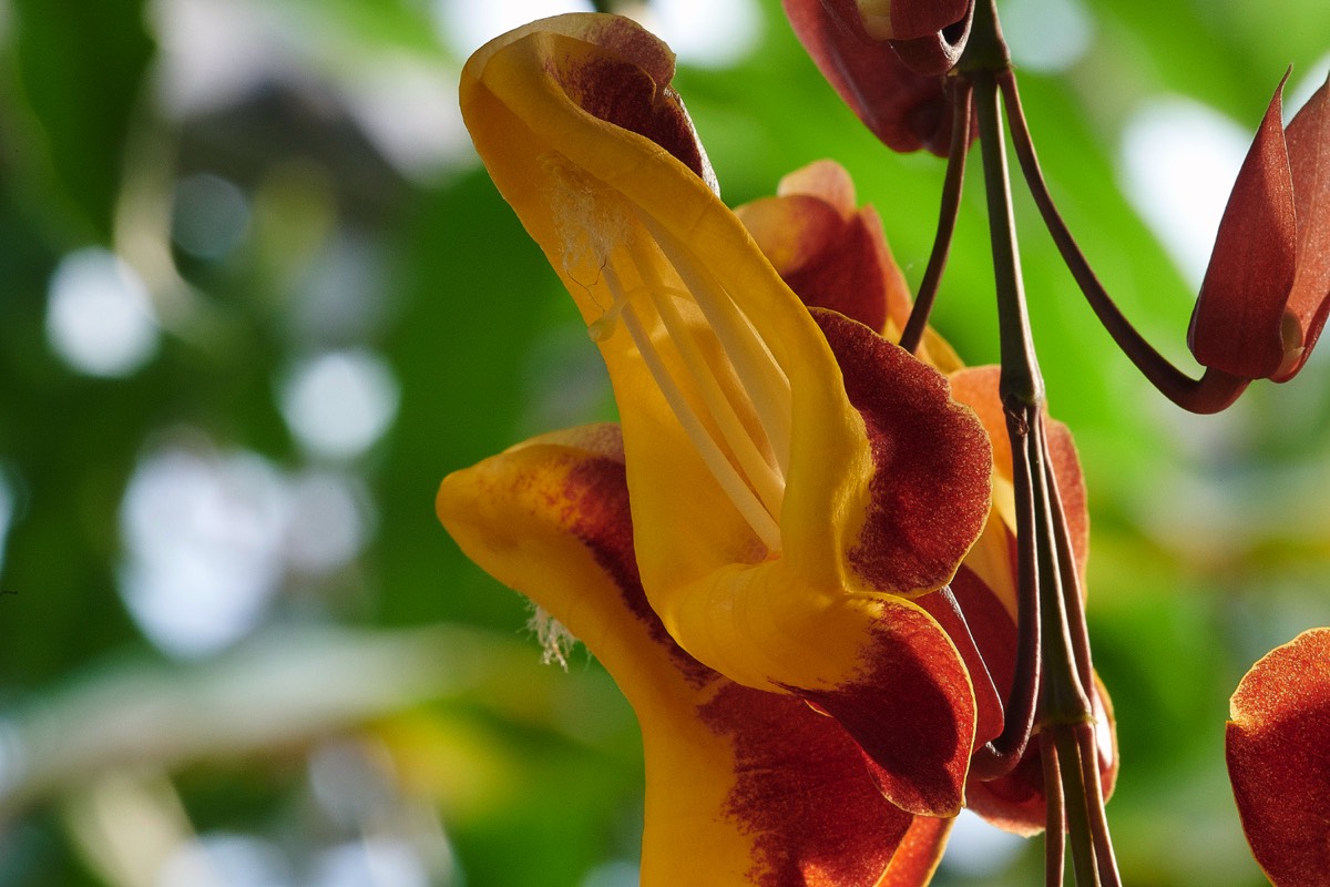 Mysore Clock Vine -  CUBotanic Garden 23/12/19