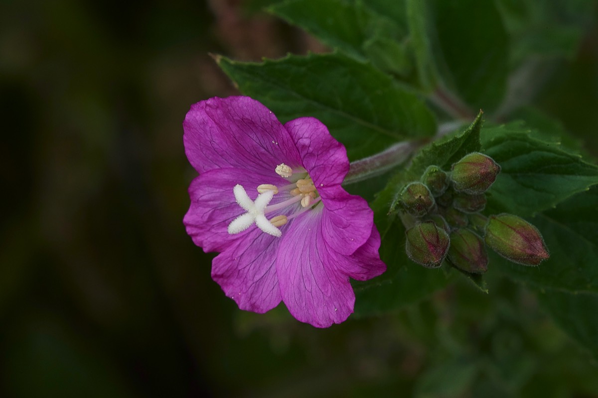 Rosebay Willow Herb Cley 12/11/19