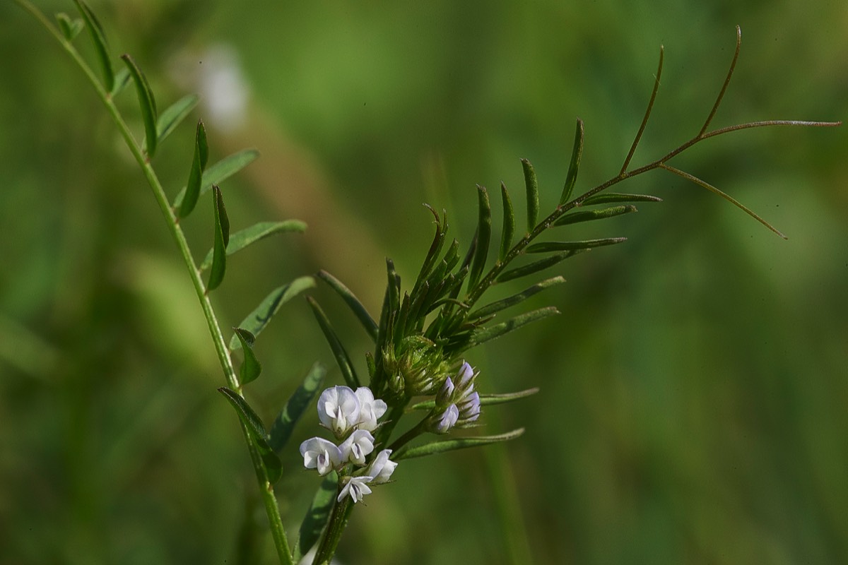 Hairy Tare Cley 11/07/19