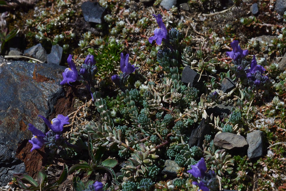 Alpine Toadflax Col de Tentes 01/06/19