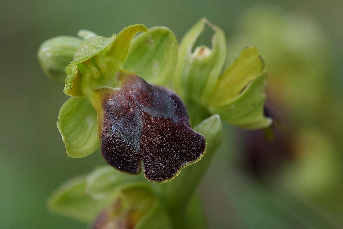 Ophrys Sp Mourne - Crete 10/04/19