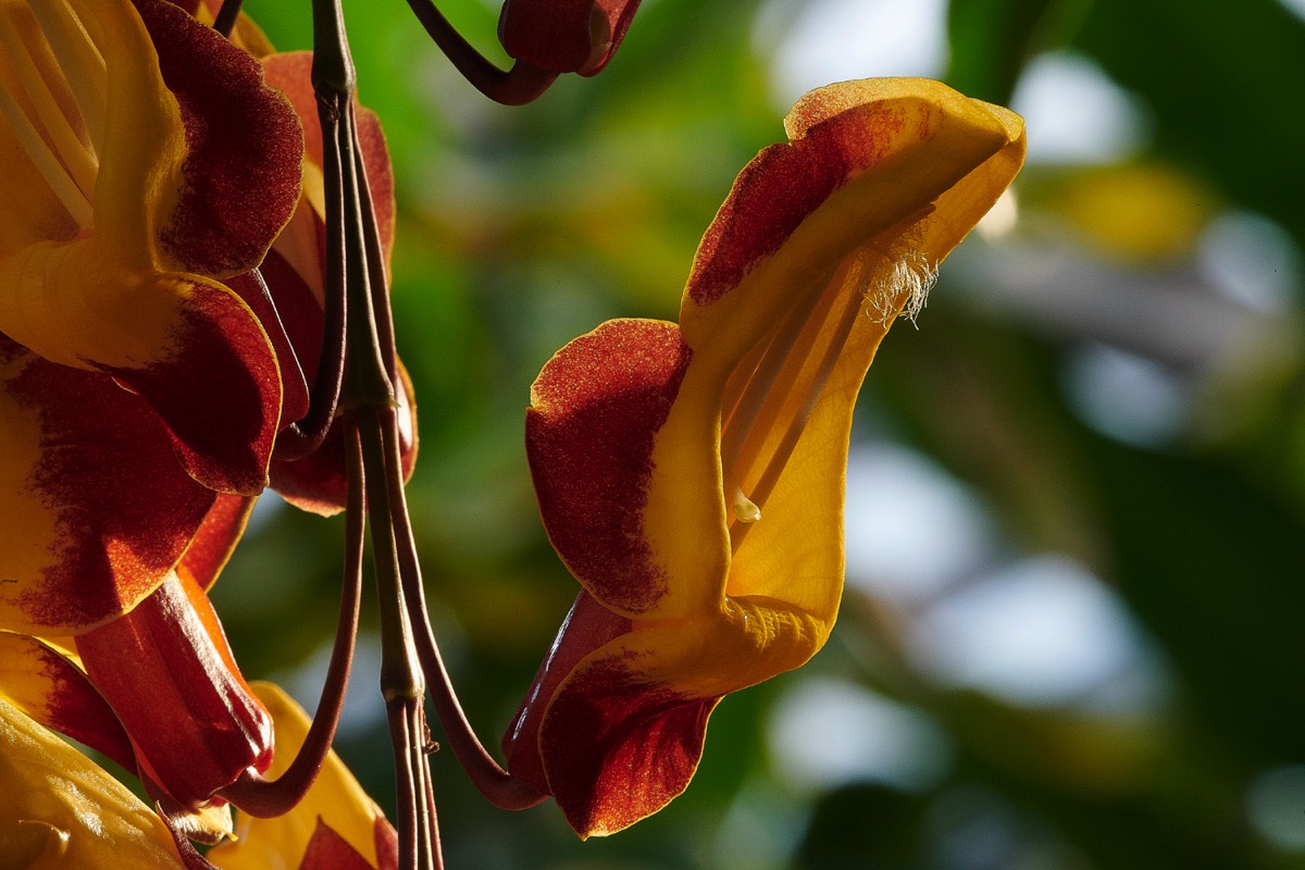 Mysore Clock Vine -  CUBotanic Garden 23/12/19