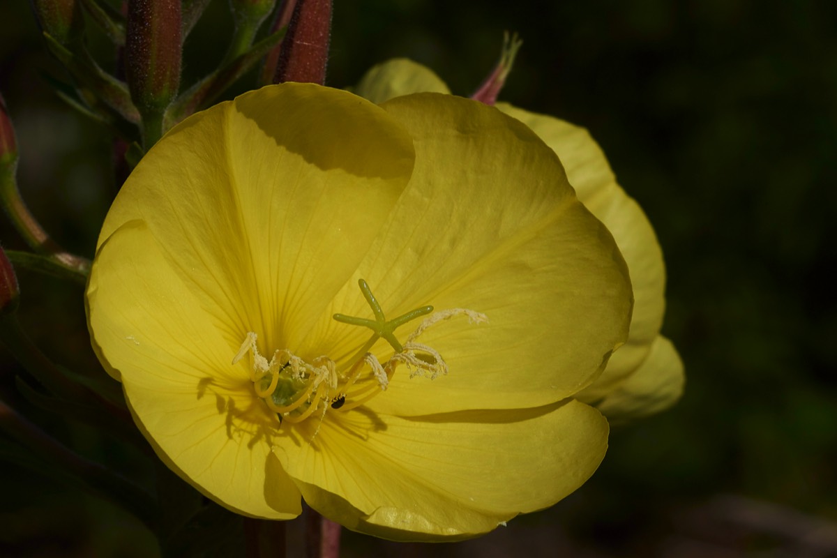 Evening Primrose  Kelling Heath 07/07/19