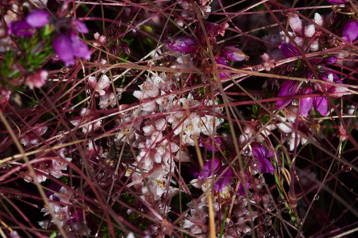 Dodder  Kelling Heath 07/07/19