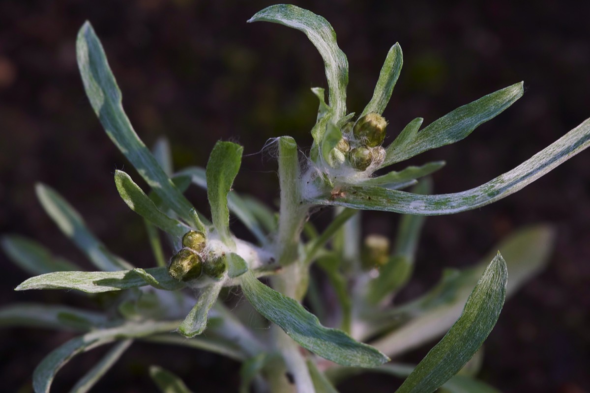 Marsh Cudweed  Heydon Park 08/09/19