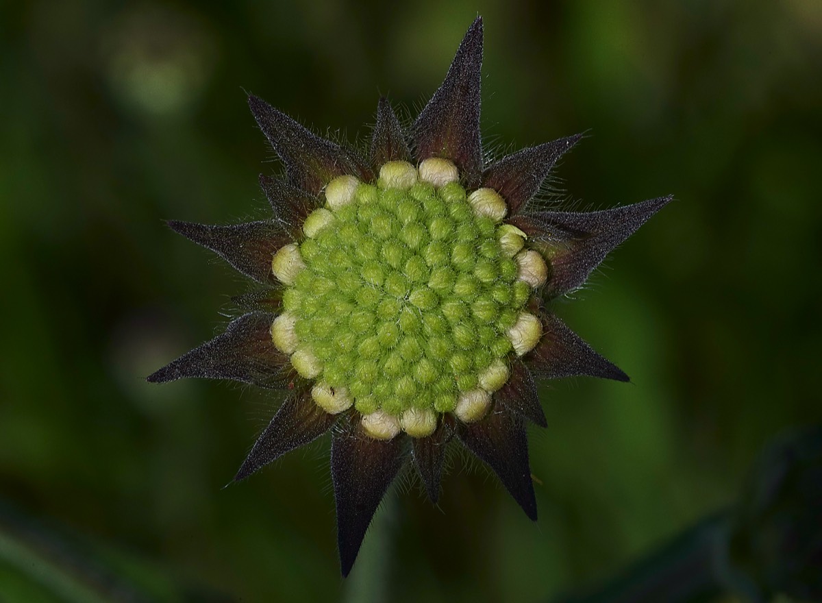 Field Scabious Metton 05/07/19