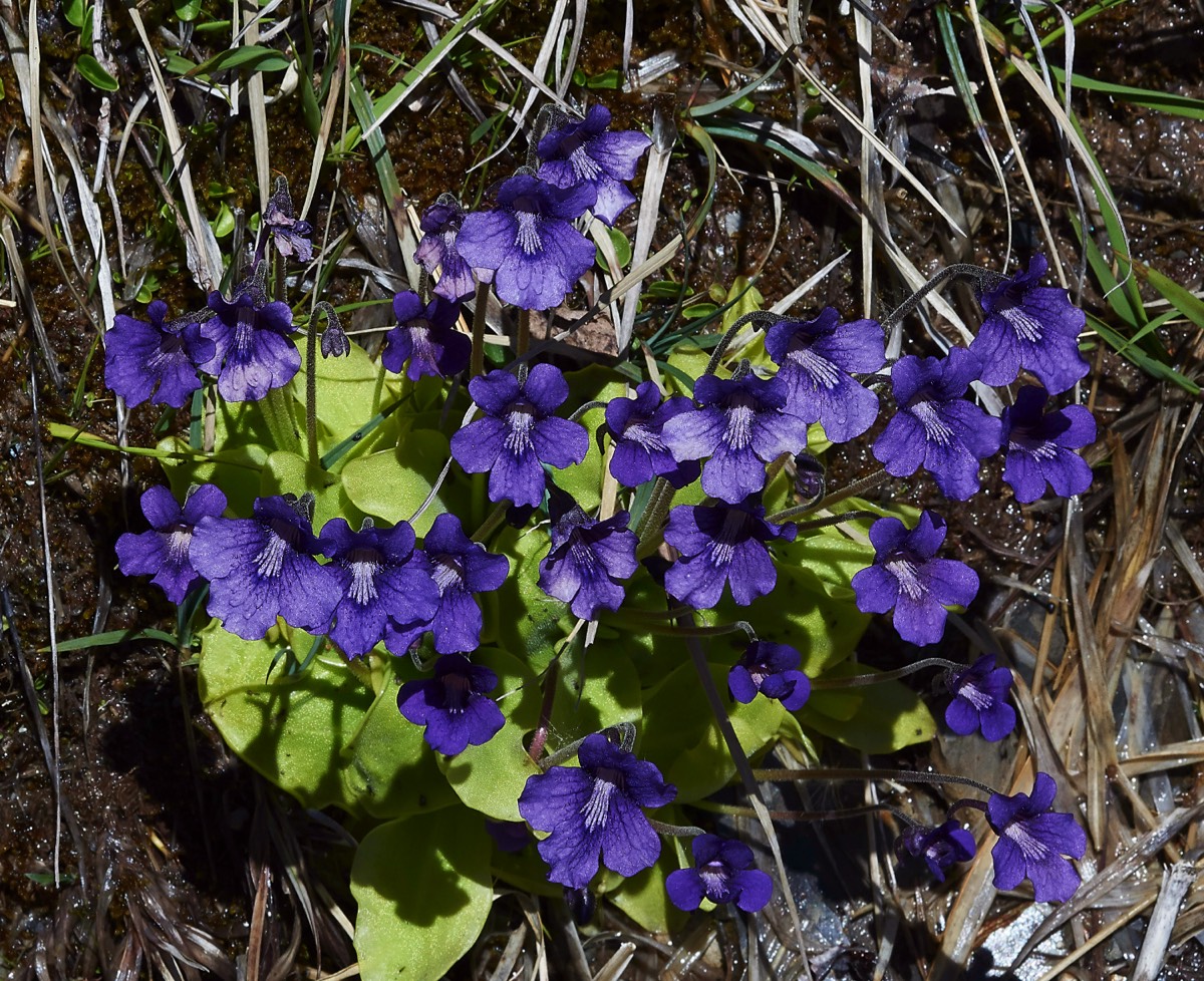 Great Butterwort Luz Ardiden 31/05/19